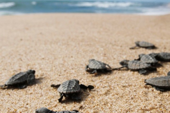 Les tortues marines naissent presque toutes femelles à cause du réchauffement climatique
