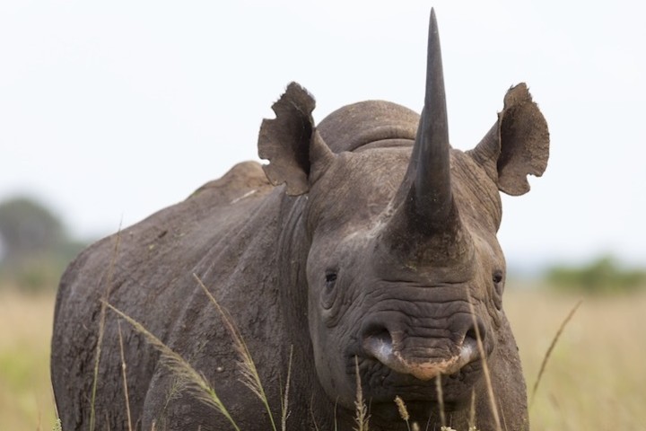 SOUTH AFRICA: Rhinos have lost 75% of their population in less than ten years