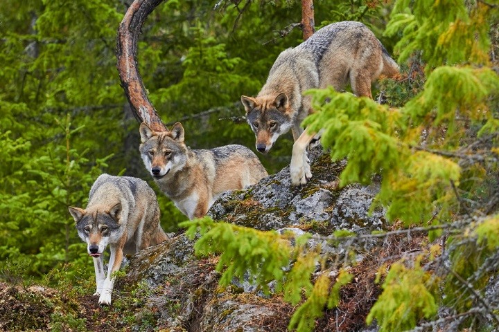 Le Parlement européen veut réduire le niveau de protection des loups