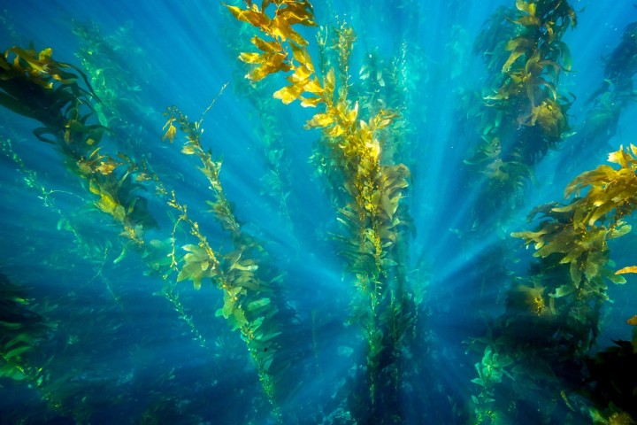 Il faut planter 1 million d’hectares de forêts de Kelp d’ici 2040 pour préserver cet écosystème fragile