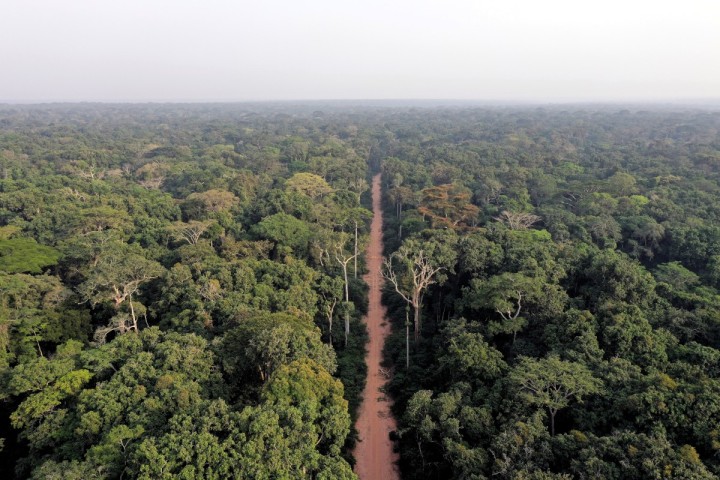 Alerte sur le risque de disparition des forêts du bassin du Congo à l’horizon 2060