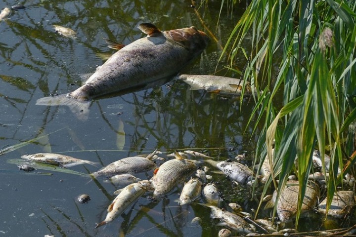 Poissons morts de l’Oder: Greenpeace accuse les mines en Pologne