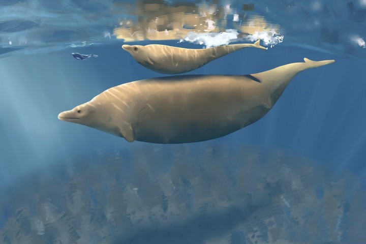 L’animal le plus lourd de tous les temps ? Le Perucetus colossus, un ancêtre de la baleine bleue pourrait battre le record