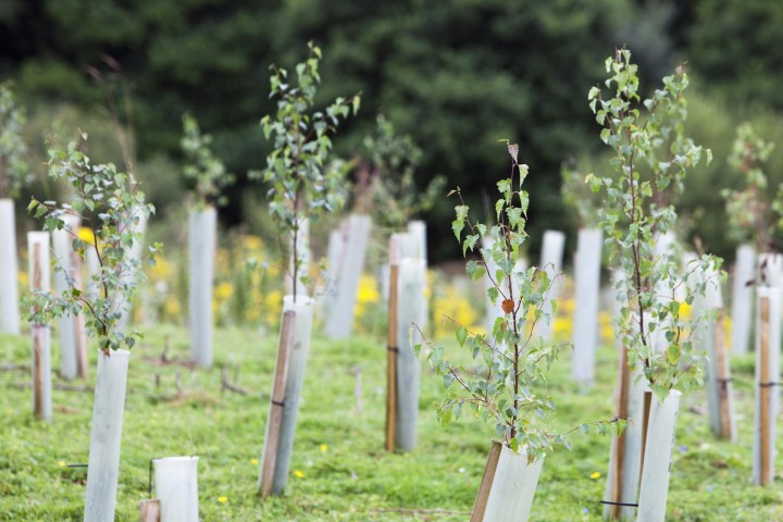 Call for 1m people to join UK's biggest mass tree-planting campaign
