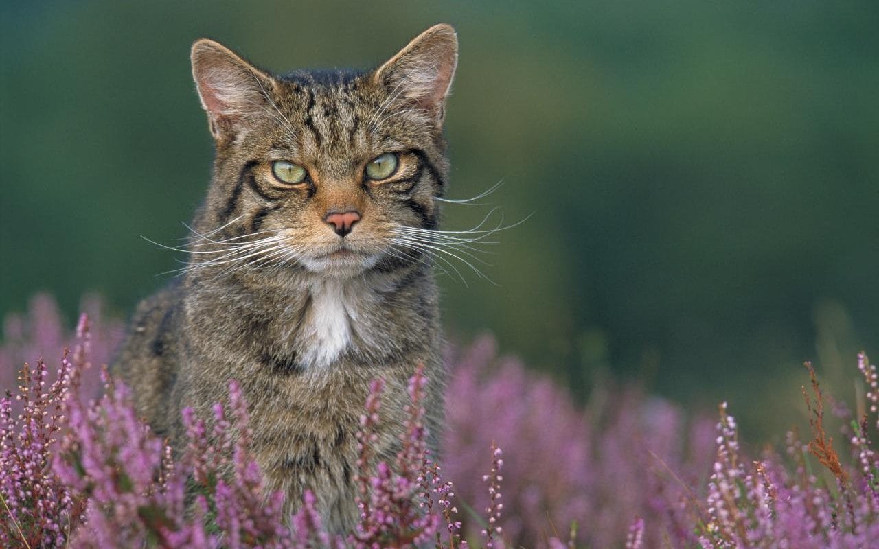 Return of England’s wildcats: animals to be reintroduced after being declared extinct in 19th century