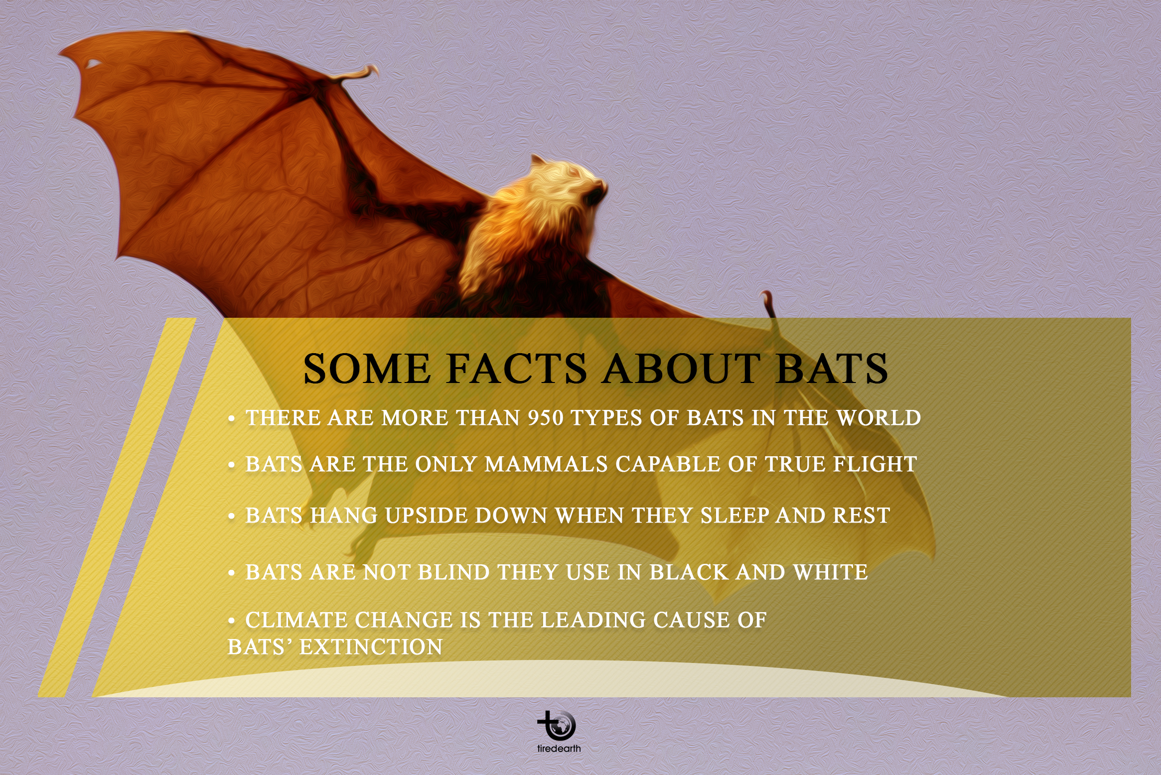 Why Should We Appreciate Bats?