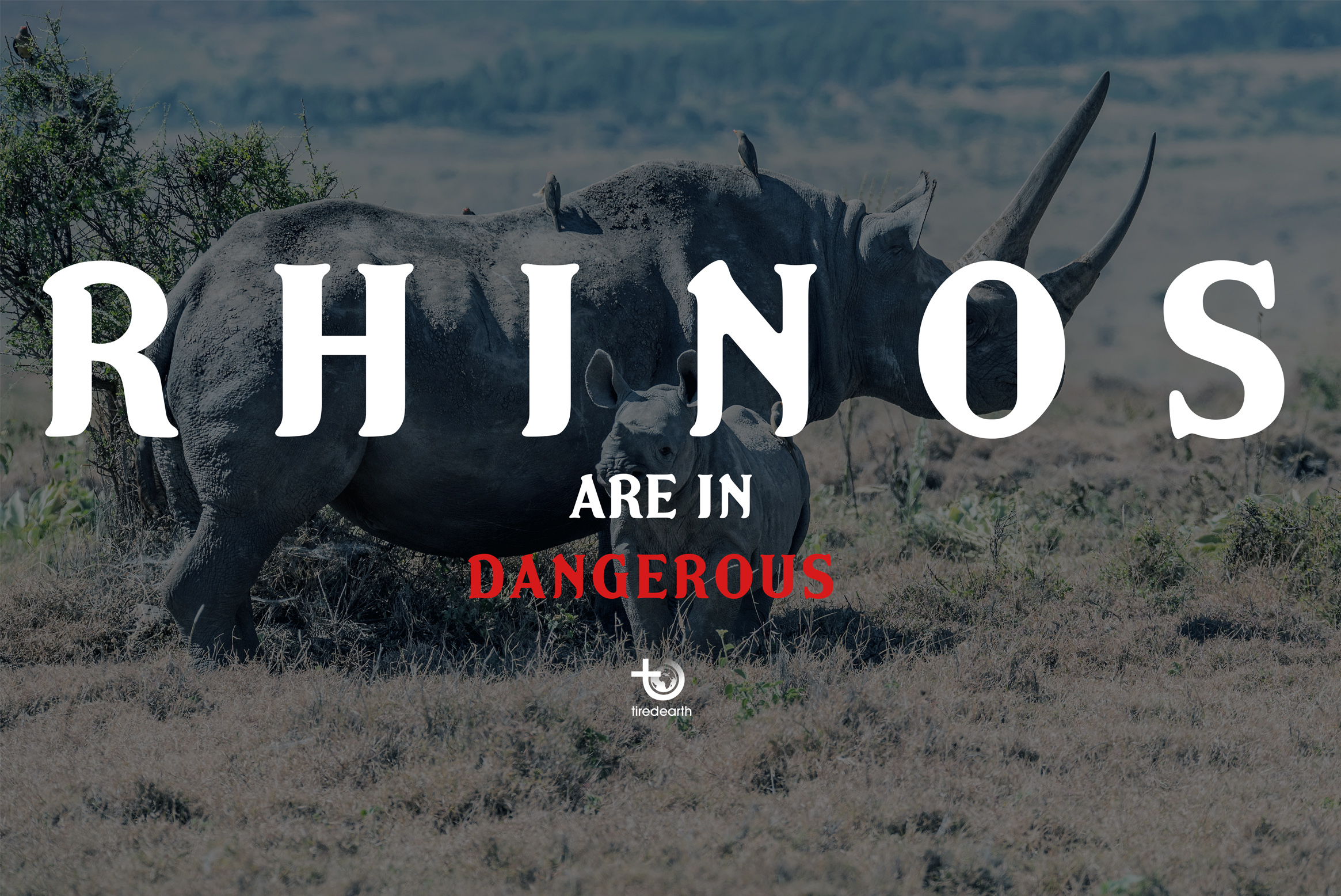 rhinos-endangered-species-tiredearth.jpg